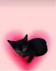 Kiwi bb2meses
