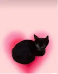 Kiwi bb2meses