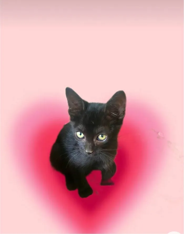 Gato ra a SRD-ViraLata idade 2 a 6 meses nome Kiwi bb2meses 
