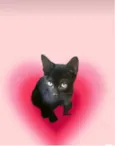 Kiwi bb2meses