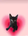 Kiwi bb2meses