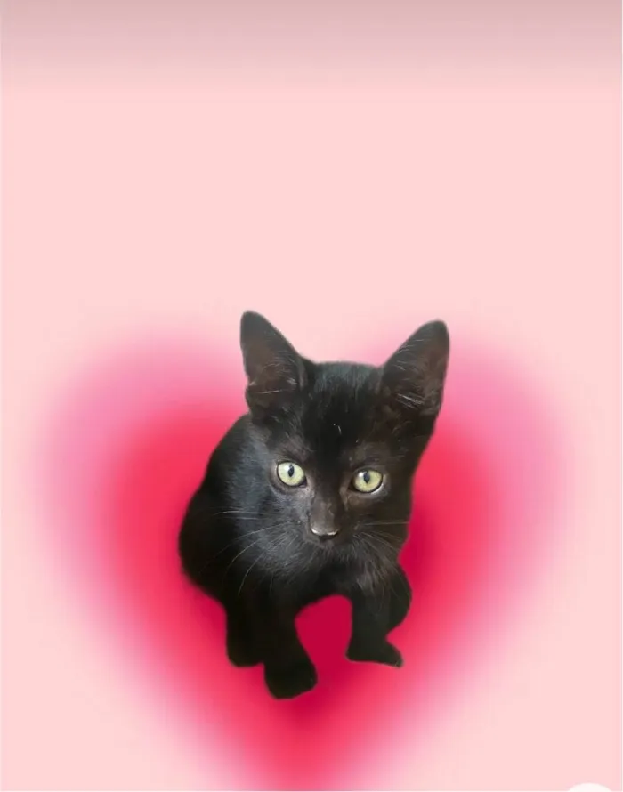 Gato ra a SRD-ViraLata idade 2 a 6 meses nome Kiwi bb2meses 