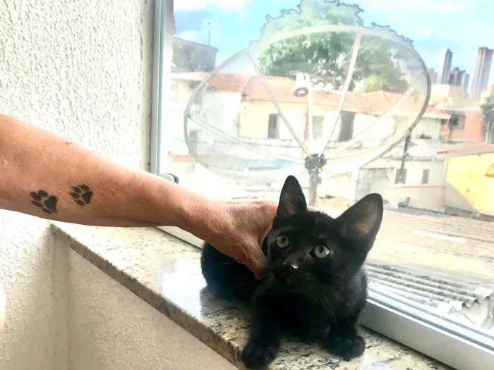 Gato ra a SRD-ViraLata idade 2 a 6 meses nome Kiwi bb2meses 