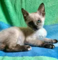Betina 