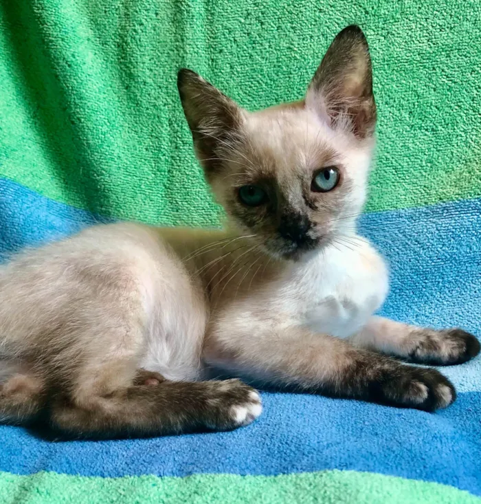 Gato ra a SRD-ViraLata idade 2 a 6 meses nome Betina 