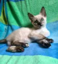 Betina 