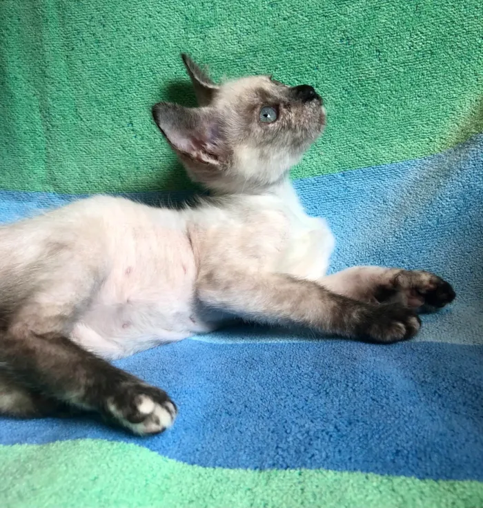 Gato ra a SRD-ViraLata idade 2 a 6 meses nome Betina 