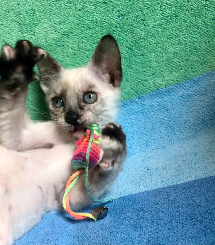 Gato ra a SRD-ViraLata idade 2 a 6 meses nome Betina 