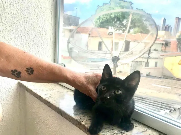 Gato ra a SRD-ViraLata idade 2 a 6 meses nome Kiwi bb2meses 