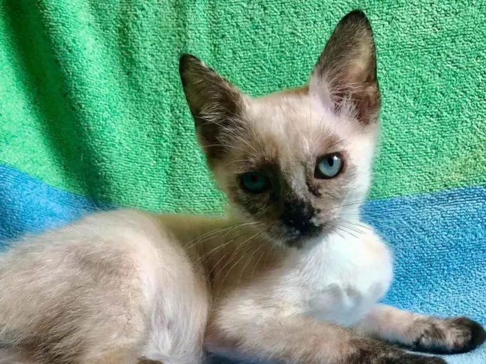 Gato ra a SRD-ViraLata idade 2 a 6 meses nome Betina 
