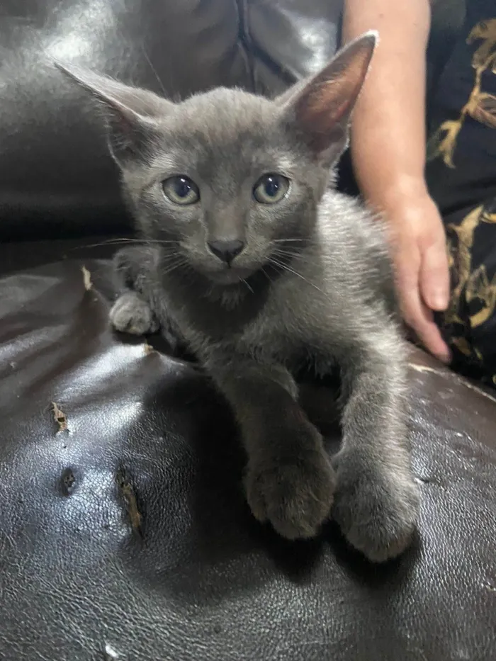 Gato ra a SRD-ViraLata idade 2 a 6 meses nome Fofinhos