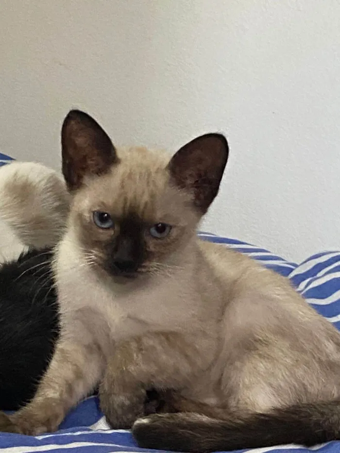 Gato ra a SRD-ViraLata idade 2 a 6 meses nome Fofinhos