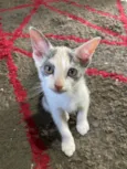 Fofinhos