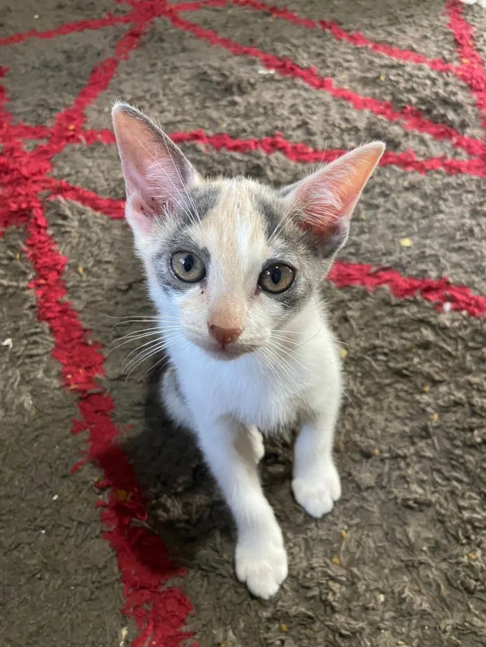 Gato ra a SRD-ViraLata idade 2 a 6 meses nome Fofinhos