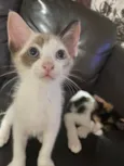 Fofinhos