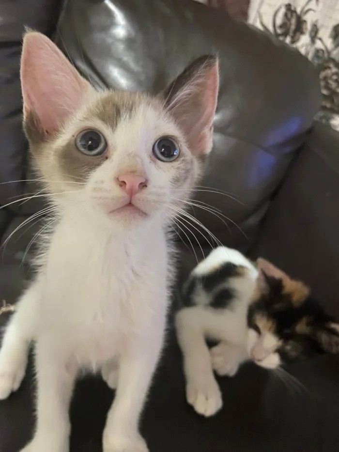 Gato ra a SRD-ViraLata idade 2 a 6 meses nome Fofinhos