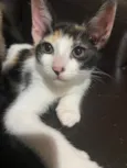 Fofinhos