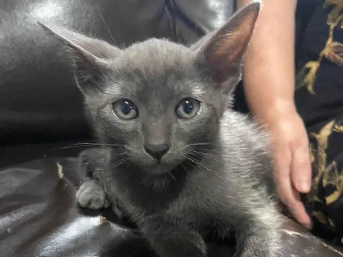 Gato ra a SRD-ViraLata idade 2 a 6 meses nome Fofinhos
