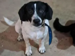 Cachorro raça SRD-ViraLata idade 1 ano nome Tic tic