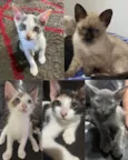 Fofinhos
