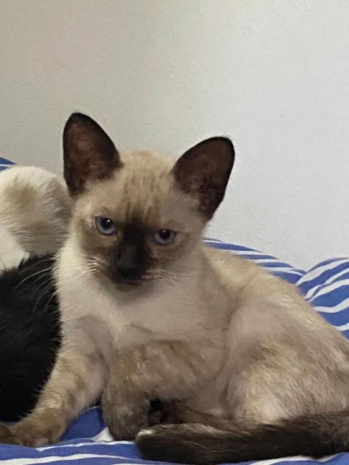 Cachorro ra a SRD-ViraLata idade 2 a 6 meses nome Fofinhos