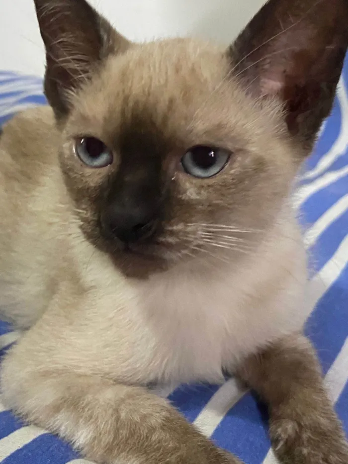 Cachorro ra a SRD-ViraLata idade 2 a 6 meses nome Fofinhos