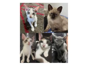 Cachorro raça SRD-ViraLata idade 2 a 6 meses nome Fofinhos
