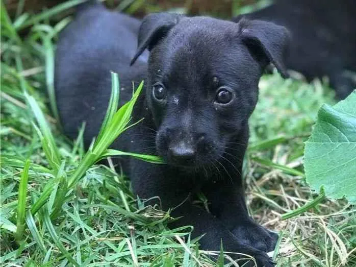 Cachorro ra a SRD-ViraLata idade 2 a 6 meses nome Benjamin