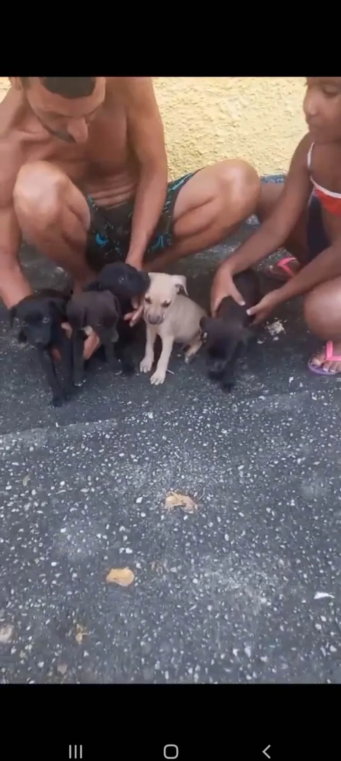 Cachorro ra a SRD-ViraLata idade Abaixo de 2 meses nome Filhotes 