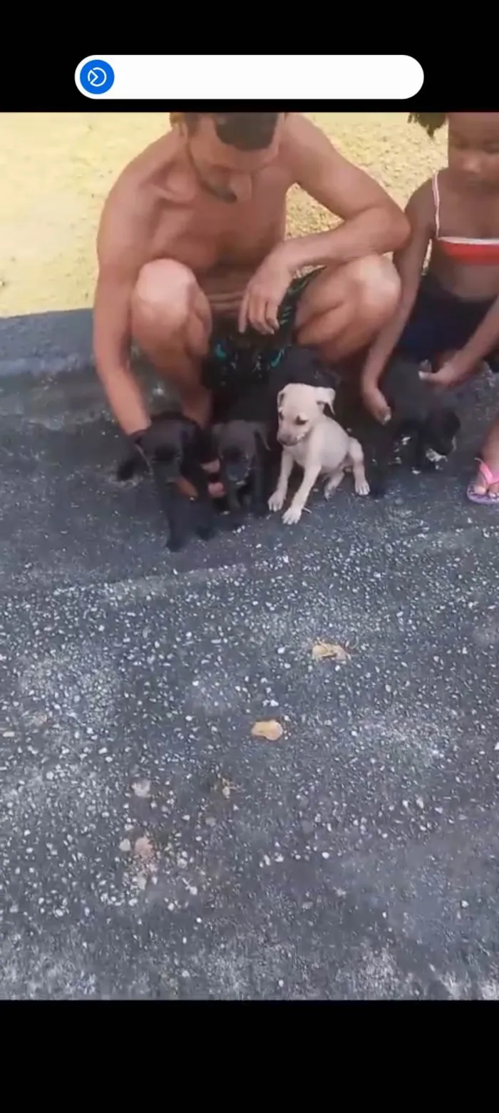 Cachorro ra a SRD-ViraLata idade Abaixo de 2 meses nome Filhotes 