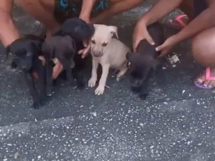Cachorro ra a SRD-ViraLata idade Abaixo de 2 meses nome Filhotes 