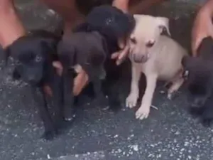 Cachorro raça SRD-ViraLata idade Abaixo de 2 meses nome Filhotes 