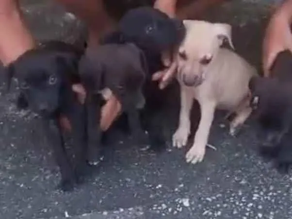 Cachorro ra a SRD-ViraLata idade Abaixo de 2 meses nome Filhotes 