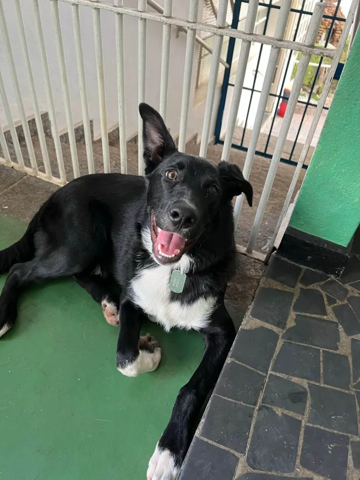 Cachorro ra a mistura de Border Collie com Pastor Belga idade 7 a 11 meses nome Bruce