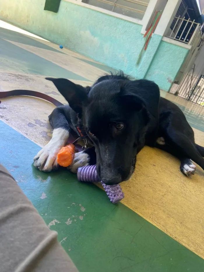 Cachorro ra a mistura de Border Collie com Pastor Belga idade 7 a 11 meses nome Bruce