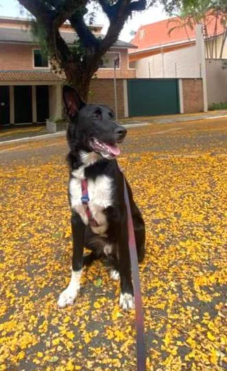 Cachorro ra a mistura de Border Collie com Pastor Belga idade 7 a 11 meses nome Bruce