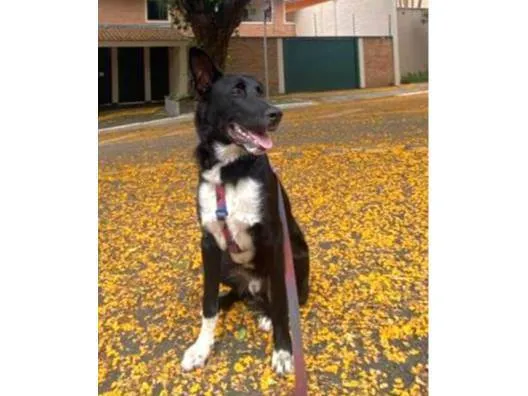 Cachorro ra a mistura de Border Collie com Pastor Belga idade 7 a 11 meses nome Bruce