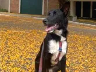Cachorro ra a mistura de Border Collie com Pastor Belga idade 7 a 11 meses nome Bruce