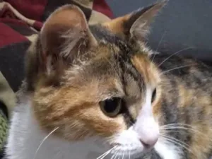 Gato raça PÉROLA idade 1 ano nome PÉROLA