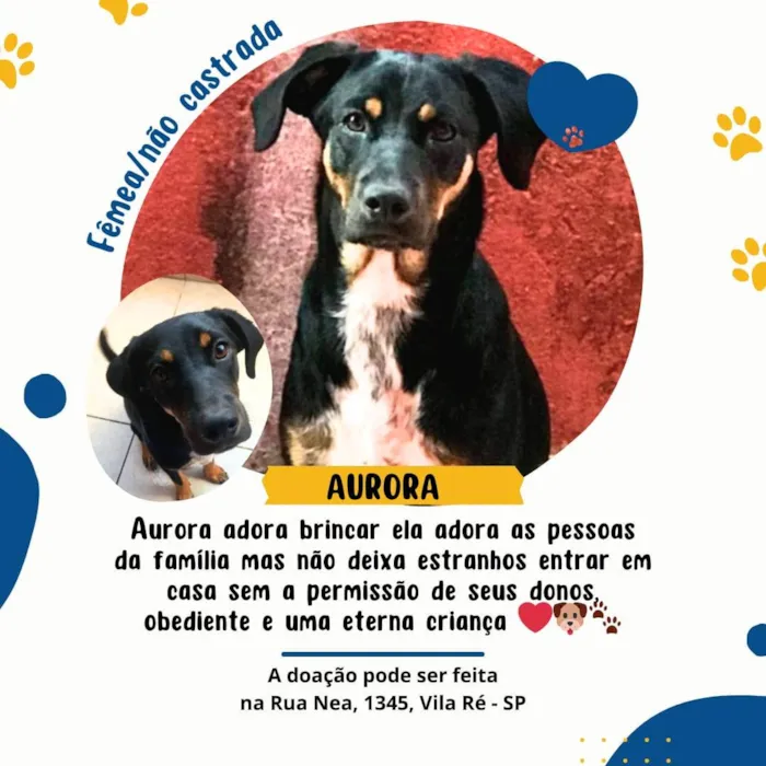 Cachorro ra a SRD-ViraLata idade 5 anos nome Aurora