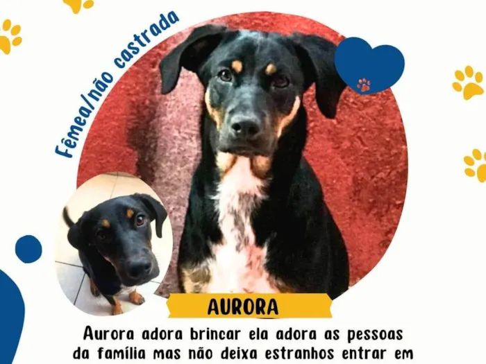 Cachorro ra a SRD-ViraLata idade 5 anos nome Aurora