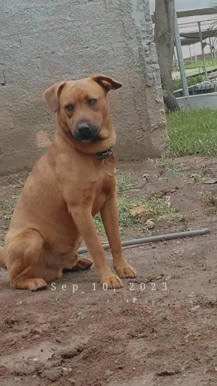 Cachorro ra a Vira lata idade 2 anos nome Thor 