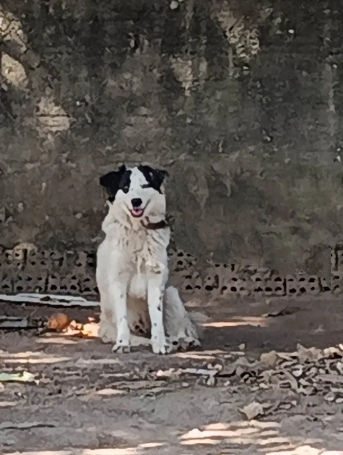 Cachorro ra a Vira lata idade 2 anos nome Thor 