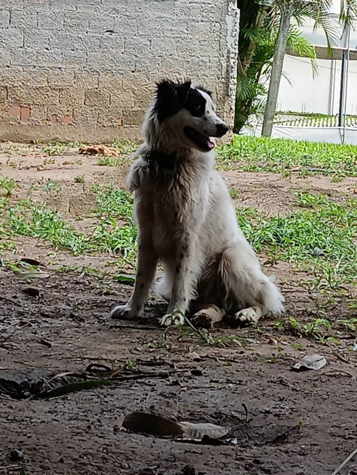 Cachorro ra a Vira lata idade 2 anos nome Thor 