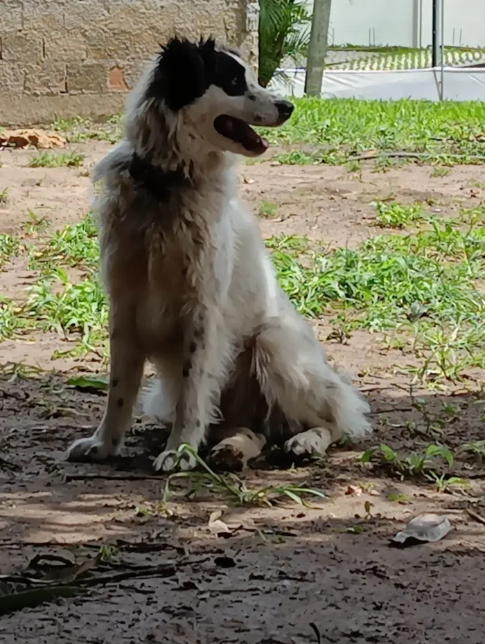 Cachorro ra a Vira lata idade 2 anos nome Thor 