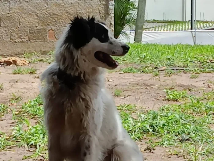 Cachorro ra a Vira lata idade 2 anos nome Thor 