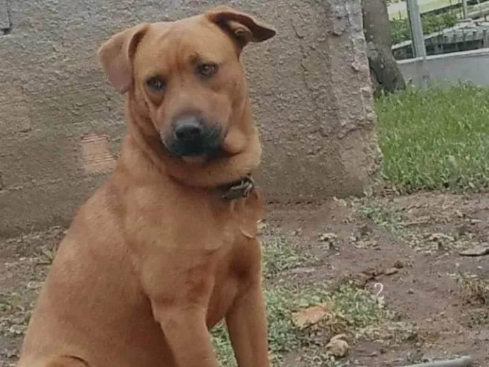 Cachorro ra a Vira lata idade 2 anos nome Thor 