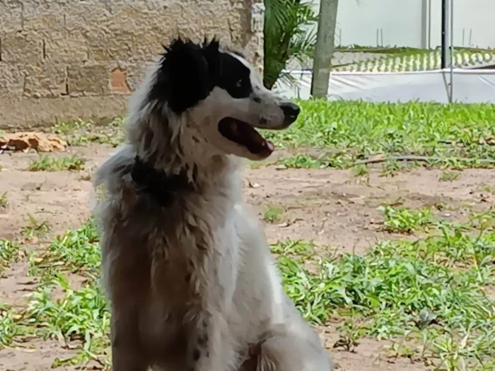 Cachorro ra a SRD-ViraLata idade 2 anos nome Ranga