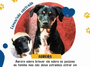 Cachorro raça SRD-ViraLata idade 5 anos nome Aurora