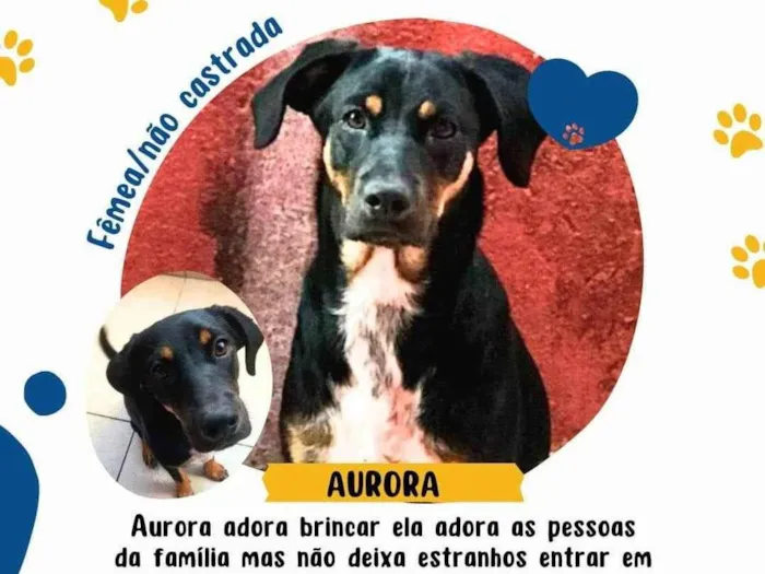 Cachorro ra a SRD-ViraLata idade 5 anos nome Aurora